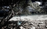 LePanch Photo