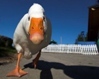 kouak Photo